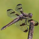 Twelve-spotted Skimmer (female)