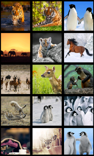 Animals HD Wallpaper