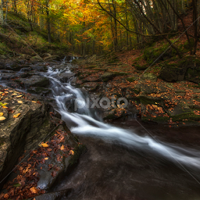 Autumn stream by Luca Mondini - Landscapes Forests