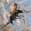 Tarantula hawk (male)