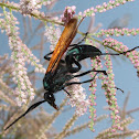 Tarantula hawk (male)