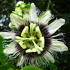 Passion Fruit Flower