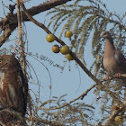 Spotted Dove and Owl