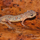 Eastern Newt - red eft stage