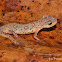 Eastern Newt - red eft stage