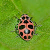 Pink-spotted lady beetle