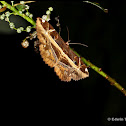 Owl Moth