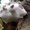 Artist's Bracket fungus