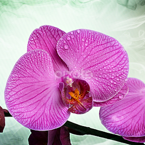by Koento Birowo - Flowers Single Flower