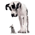 Adult Animal Jokes logo