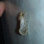 Tubeworm Moth