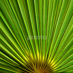 las palmas by Nina Kriznic - Nature Up Close Other plants