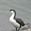 Australian Pied Cormorant