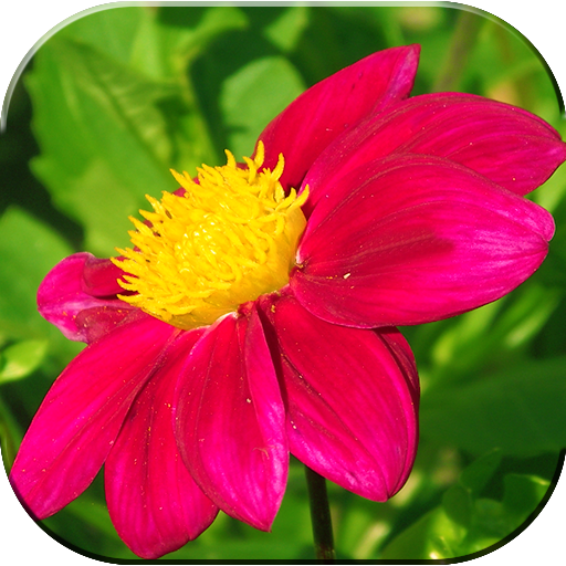 Flowers Photo Wallpapers LOGO-APP點子