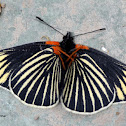 White-rayed Patch