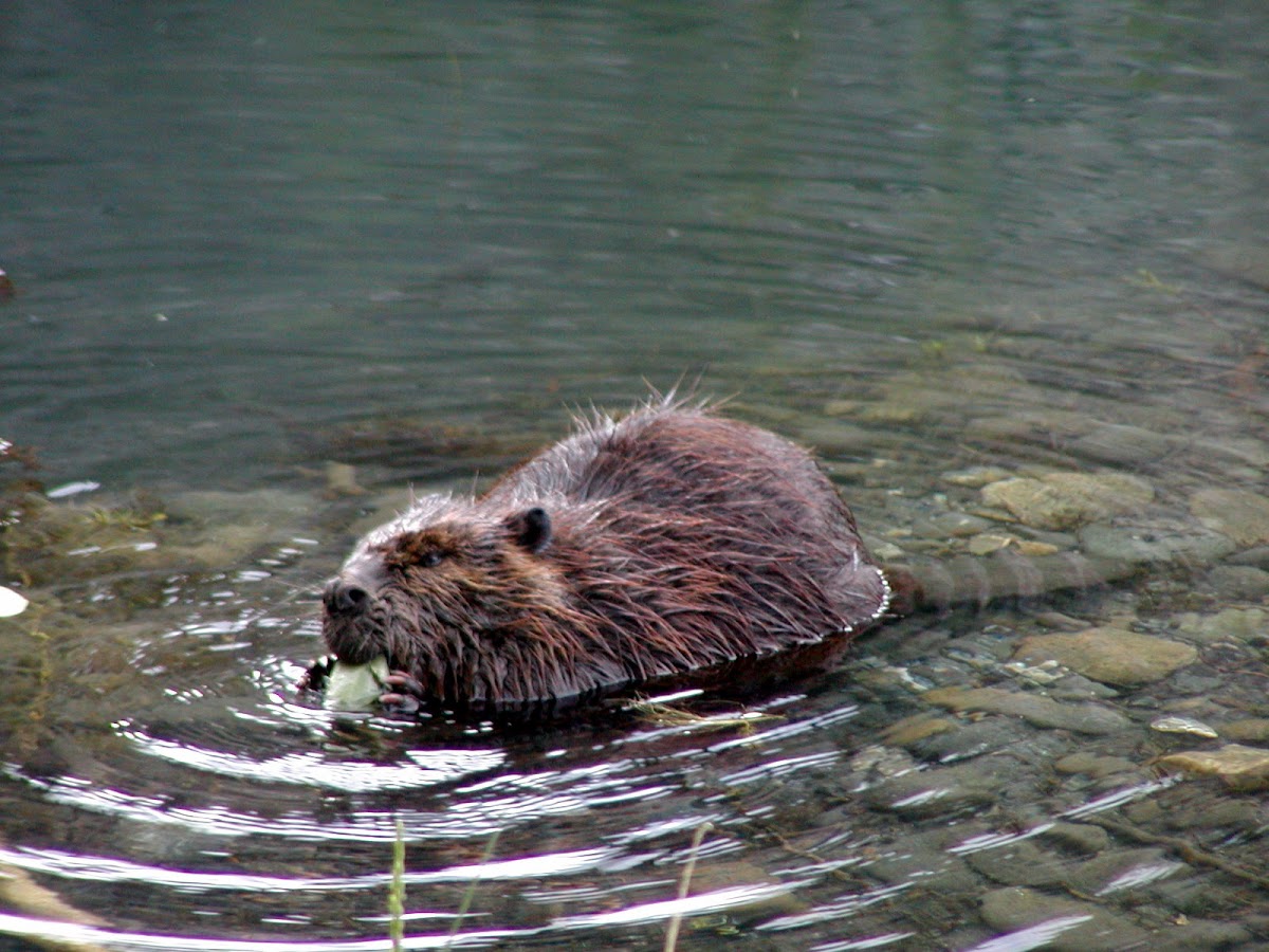 Alaska Beaver