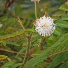 Mimosa Pudica