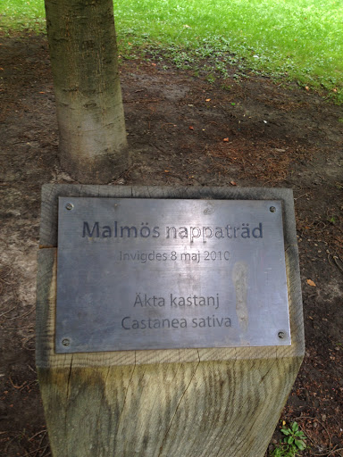 Malmös nappaträd