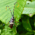 Longhorn Beetle