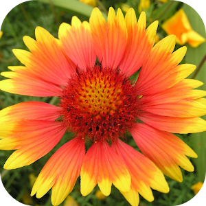 FLOWER Wallpapers v1 1.1