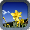Wonderful Spring Flowers logo