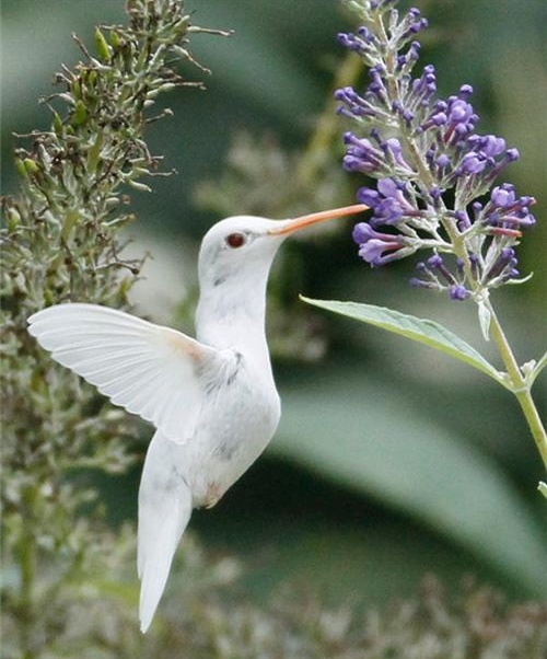 Humming Bird