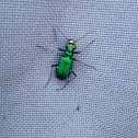 Cicindela - Green tiger beetle