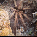 Australian whistling spider