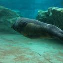 Common/Harbour seal