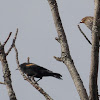 Red-winged Blackbird