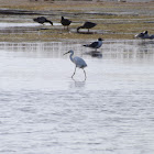 Snowy Egret