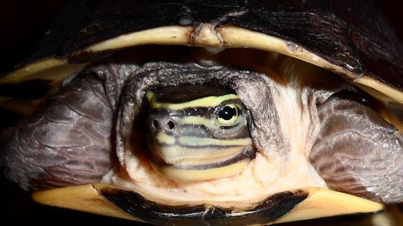 South East Asian Box Turtle | Project Noah