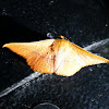 Picture Winged Leaf Moth (Thyridiae)