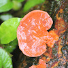 Red fungus