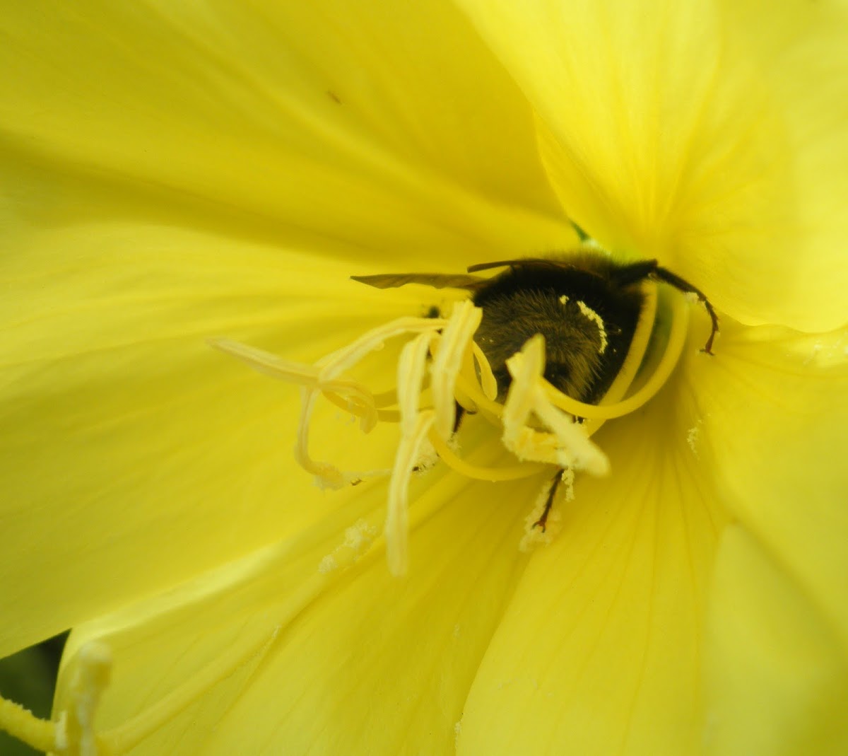 Abejorro. Bumblebee