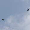 Barn Swallow