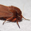 Ruby Tiger Moth