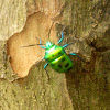 Green Jewel bug