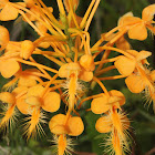 Yellow Fringed Orchid