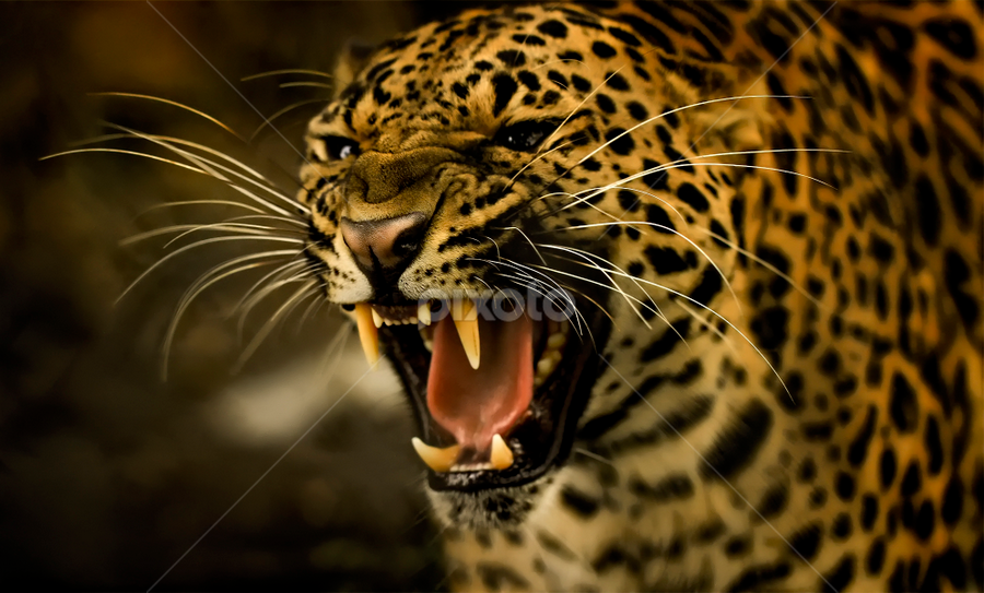 by Roy Ardy - Animals Lions, Tigers & Big Cats