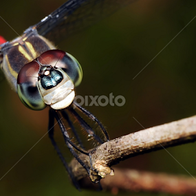 Dragonfly  by Ruben Dela Cruz - Animals Insects & Spiders