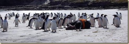 在福克蘭和企鵝玩裝死遊戲-09