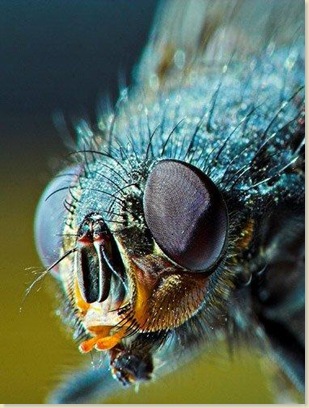 9.蒼蠅的腦袋