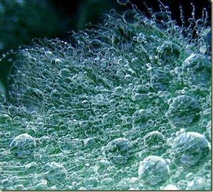 3.泡沫魔法：潮濕的葉子