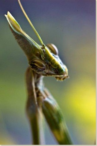 6.一隻威武的螳螂