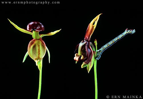 [Caleana_major_6[1].jpg]