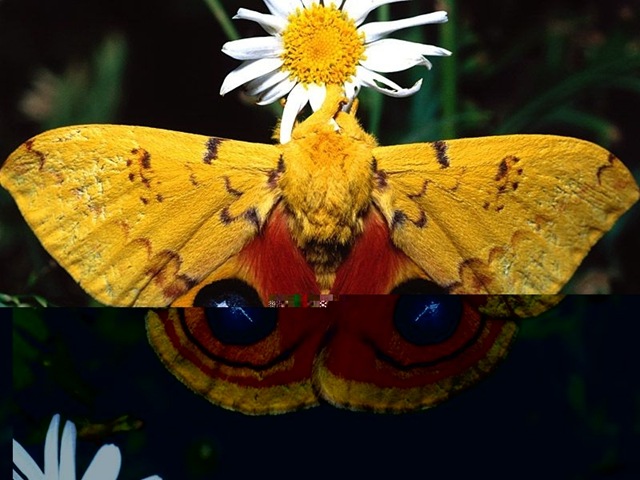 [Butterfly115.jpg]