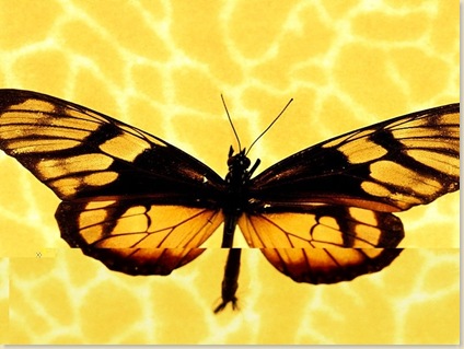 Butterfly-22