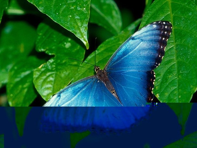 [Butterfly233.jpg]