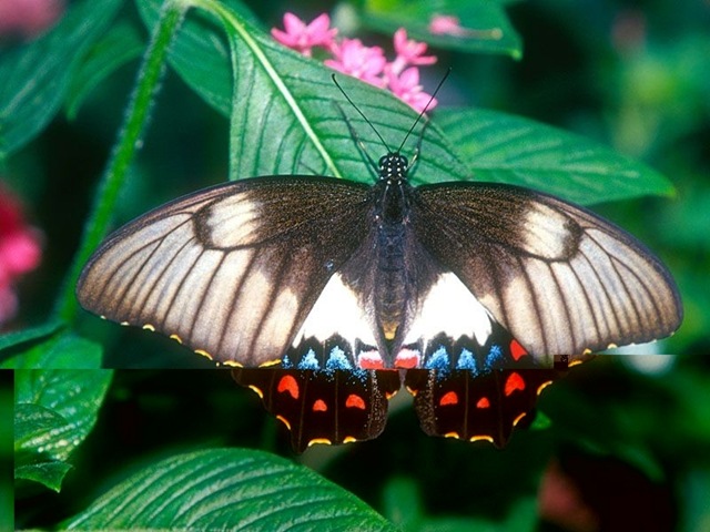 [Butterfly173.jpg]